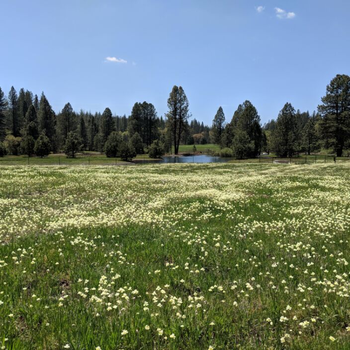 Spring Bloom on SFC’s Bean Creek Preserve